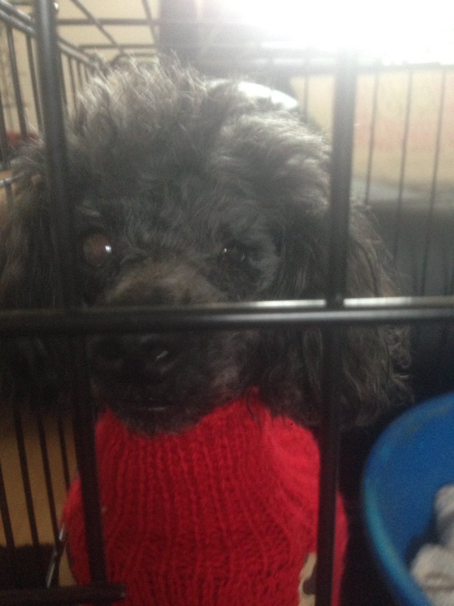 Dougypoodle tweet picture