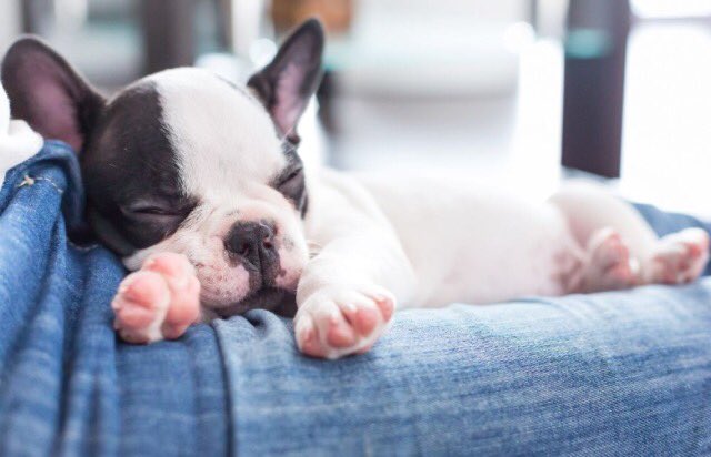 Jo Jungs ich kaufe mir einen Bulldogge💝
Der kleine ist so cute habbt ihr vllt Namen?😅❤️❤️
RT=Followe