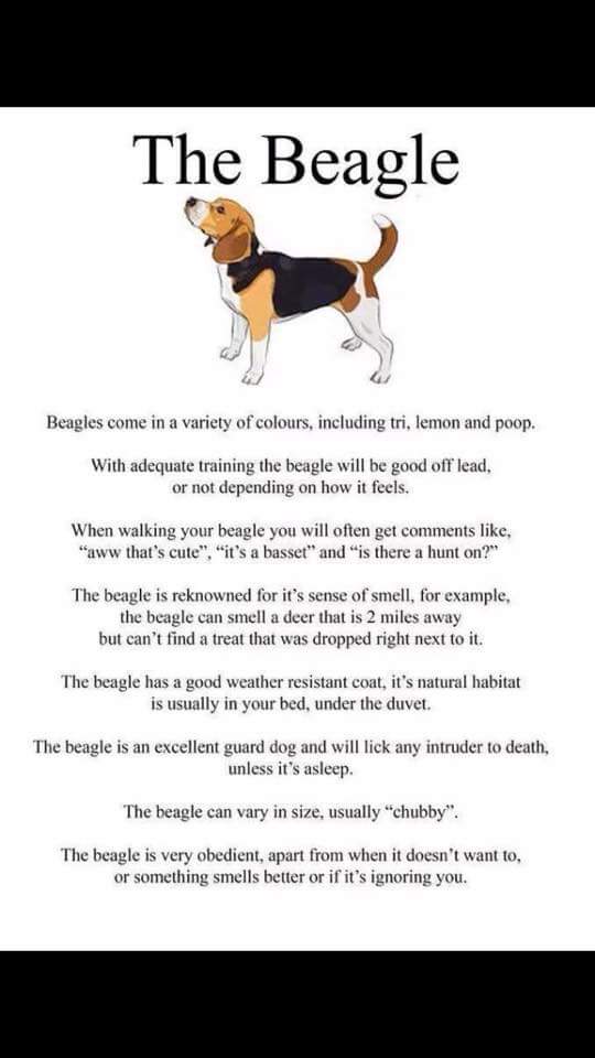 BeagleCeramics (@beagleceramics) on Twitter photo 