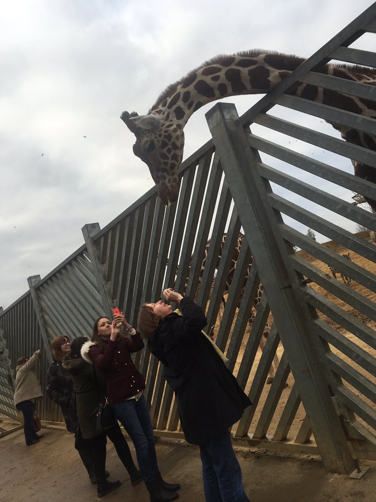 Feeding giraffes at lunchtime away day with animal interaction @ULearnBTUH  @JayneToplis @CghLib @bhl_nhs