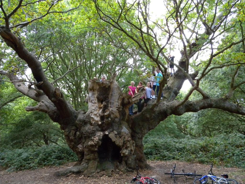TheTreeCouncil's tweet photo. #ReasonsToBeTreeful (Part 22) Native trees & woodlands provide great habitats for wildlife (and children) #ChangingViews #NationalTreeWeek https://t.co/gNLfINWGyd