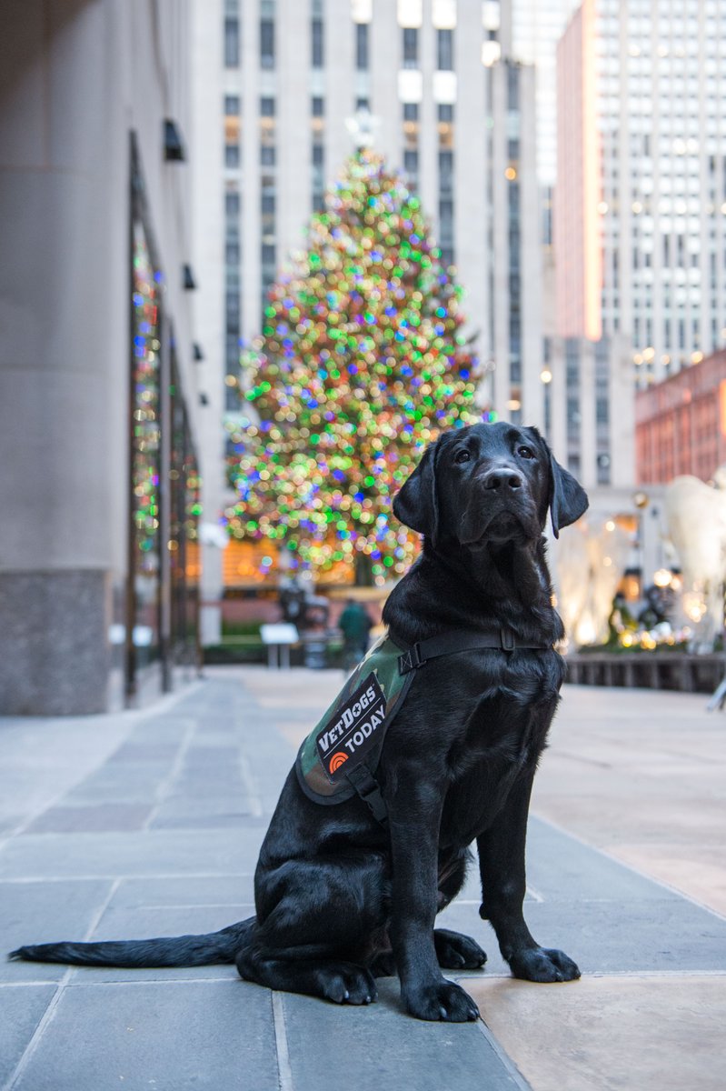 TODAYPuppy's tweet photo. I'm a big fan of this year's #RockCenterXMAS Tree! #TODAYPuppy https://t.co/lrdW80abFs