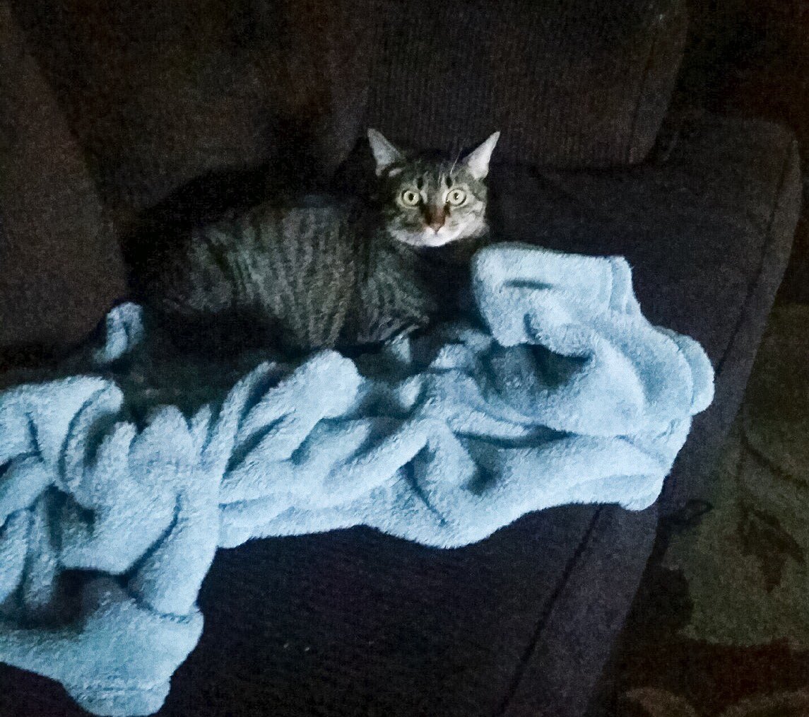 RickyKitty2's tweet photo. So what's wrong with me sleeping on @Moo3607 blanket ? She's not using it :) @jenfromAlief https://t.co/NCN1vBIb6r