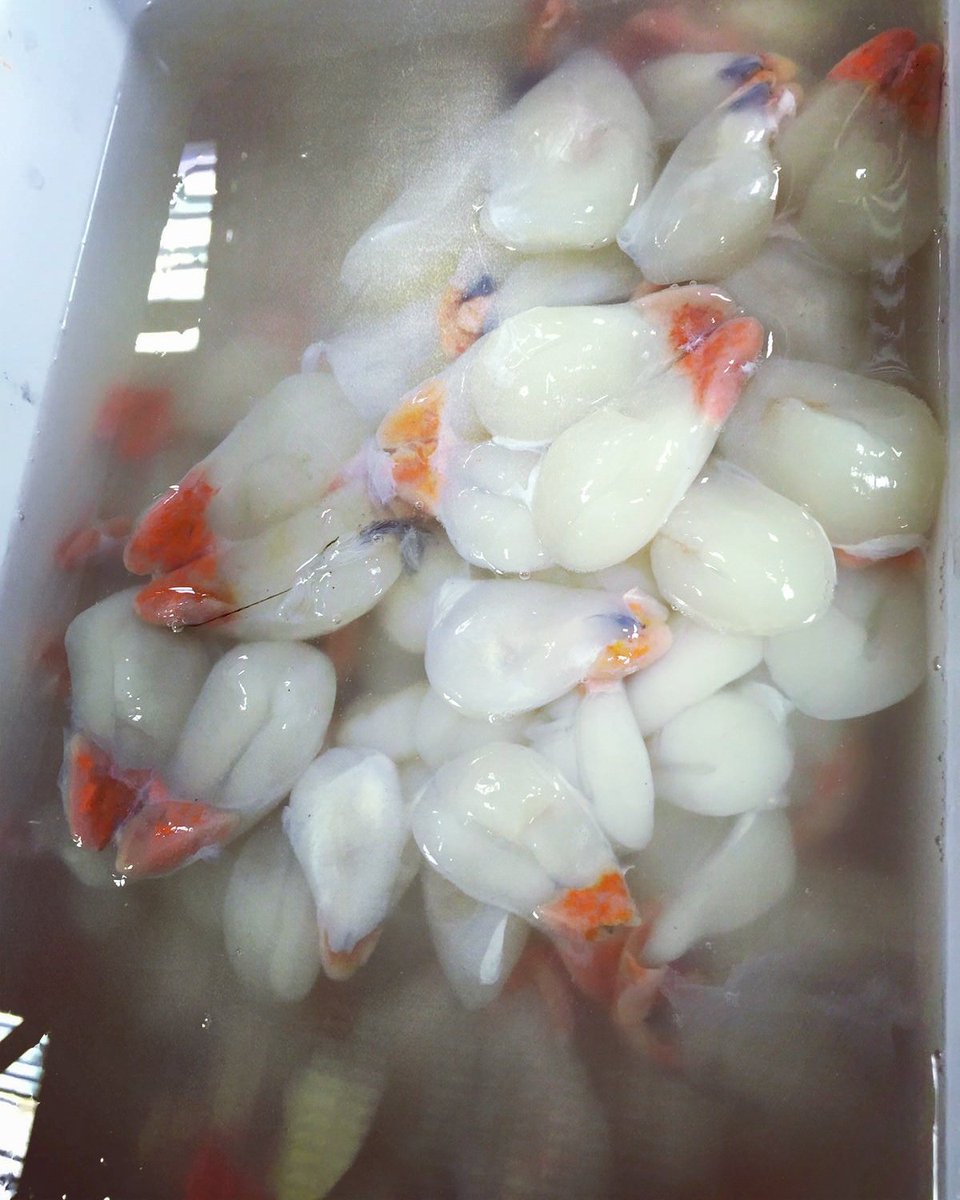 Bianchi di seppia di #portosantospirito 
Buonissimi da mangiare fritti #sea #mare #food #foodphotography