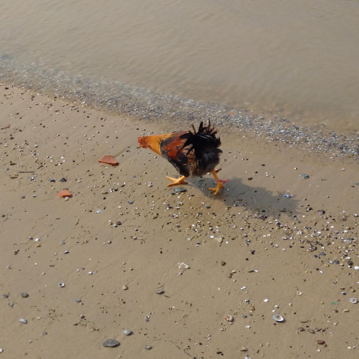 Sea Chickens Latest News, Breaking News Headlines Scoopnest