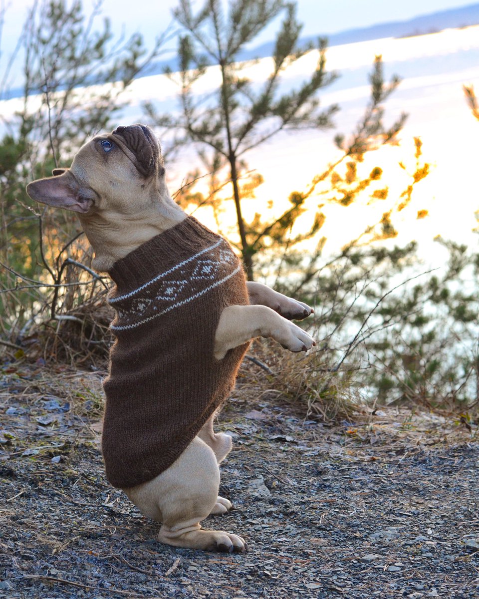 FrenchieEinar's tweet photo. #Namastè 🌟🙏🏼😎👊🏼#yoga

Keeping warm in my grandmothers design 💙 #knittinginna #frenchie #puppy https://t.co/T4r87SOAUx