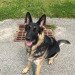 SoSoCuteDogs's tweet photo. Luv long walks… - Cute dog, Doggie ! - https://t.co/AIA6ksaYB9 #dog #dogs https://t.co/BjpkWIKmuz