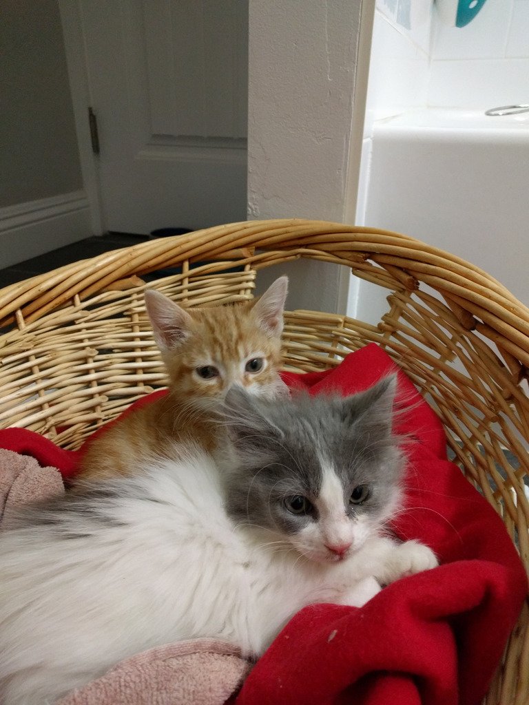 CuteAnimals724's tweet photo. #aww #cute #animals We adopted a couple sweet little ladies today!

Source: https://t.co/dlOlTPBjIe https://t.co/MxBmPxMAqT