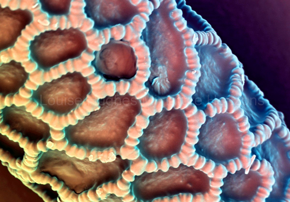 2/12 Close up of a lily pollen grain captured with SEM. #microscopyadvent #microscopyart #sciart <a href="/MicroscopySoc/">Microscopy Society</a> <a href="/obu_bms/">Oxford Brookes BMS</a> <a href="/OBBU_microscopy/">Brookes Bioimaging</a>