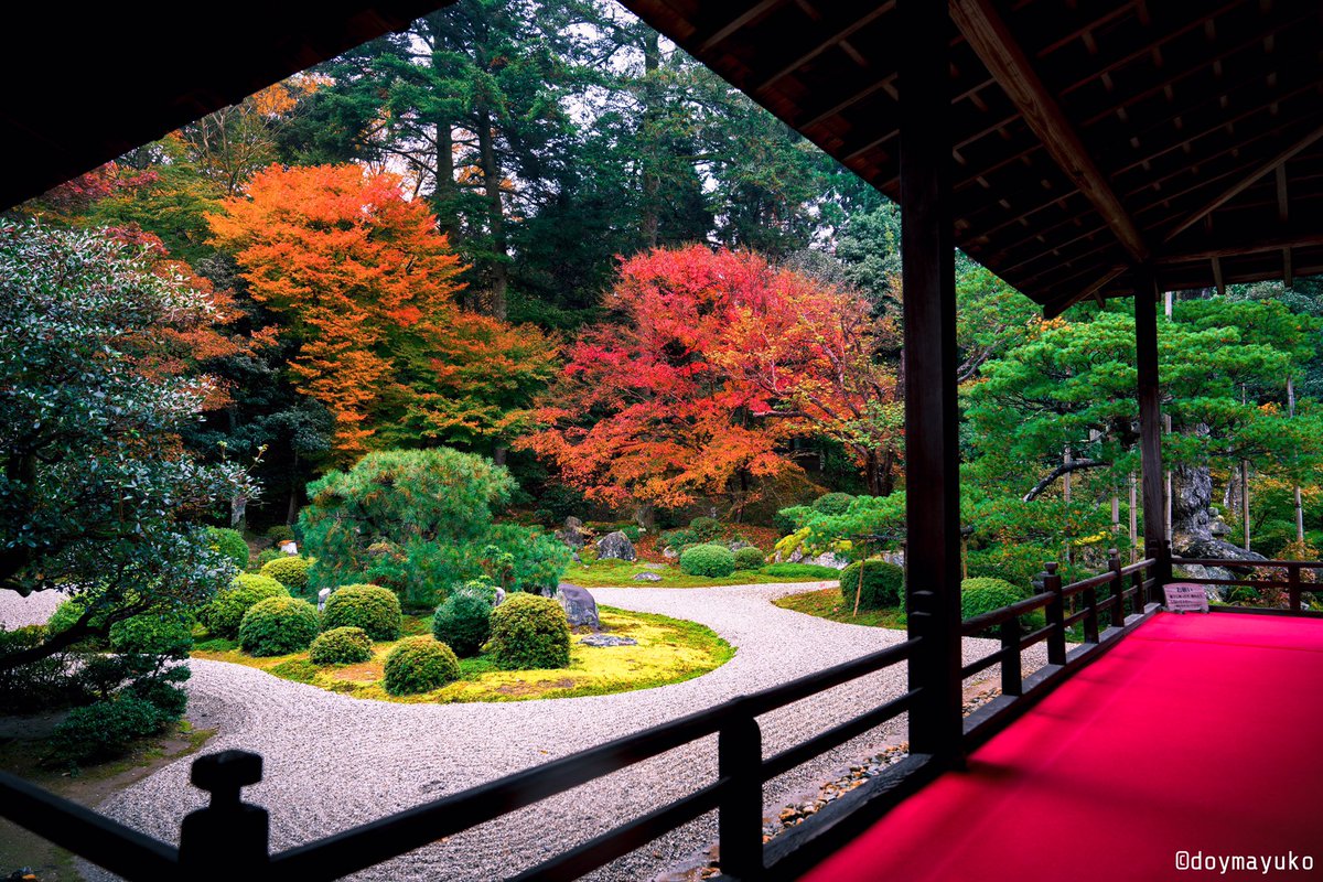 Uzivatel Mayuko Na Twitteru 京都の紅葉 庭園のみで 圓光寺 詩仙堂 曼殊院 瑠璃光院 圓光寺 詩仙堂 曼殊院 瑠璃光 院 京都 紅葉