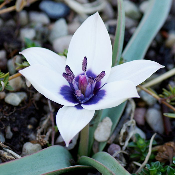世界の花 一覧 ヒュミリスアルバコルレアオキュラータ 別名 サファイアスター とも呼ばれるチューリップ 星形の花 の中に青が入る幻想的な花です 幻のチューリップ と言われるほど珍しい花です