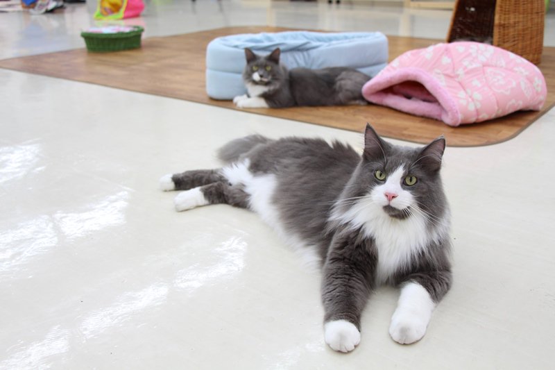 専門学校 ちば愛犬動物フラワー学園 第3期のaoエントリーがいよいよ12 9 金 までとなっています 最後のao エントリーとなりますのでao入試を検討している方はエントリーシートの提出を忘れずにお願いします 9日 金 必着となりますのでご注意