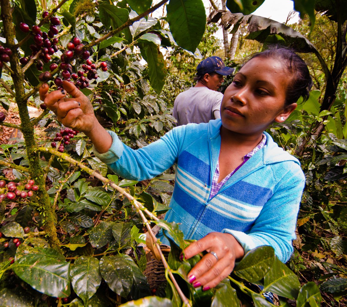 Improving access to sustainable markets &amp; #foodsecurity for Nicaragua's coffee &amp; cocoa producers snv.org/project/access… #foodsystems