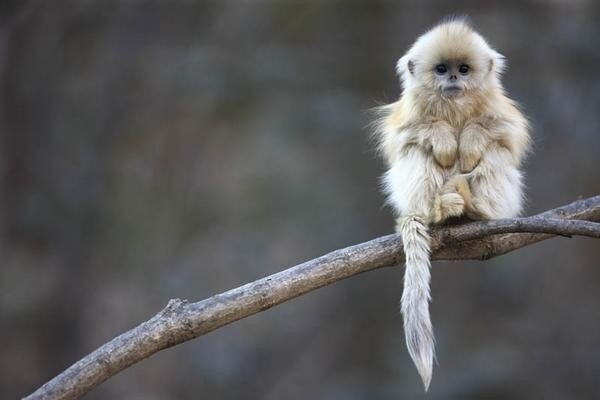 Amazingthingz2's tweet photo. Cutest #monkey ever
#CuteAnimals #cutenessoverload https://t.co/aofoo1AWl3