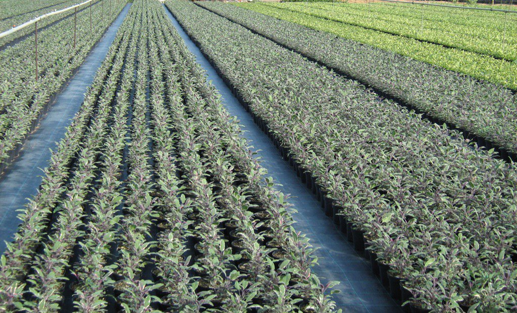 GCollectP's tweet image. Op bezoek geweest bij Opalbenga. Kruiden staan er mooi bij voor komend seizoen Aanbod @FloraXchange @FH_PlantConnect