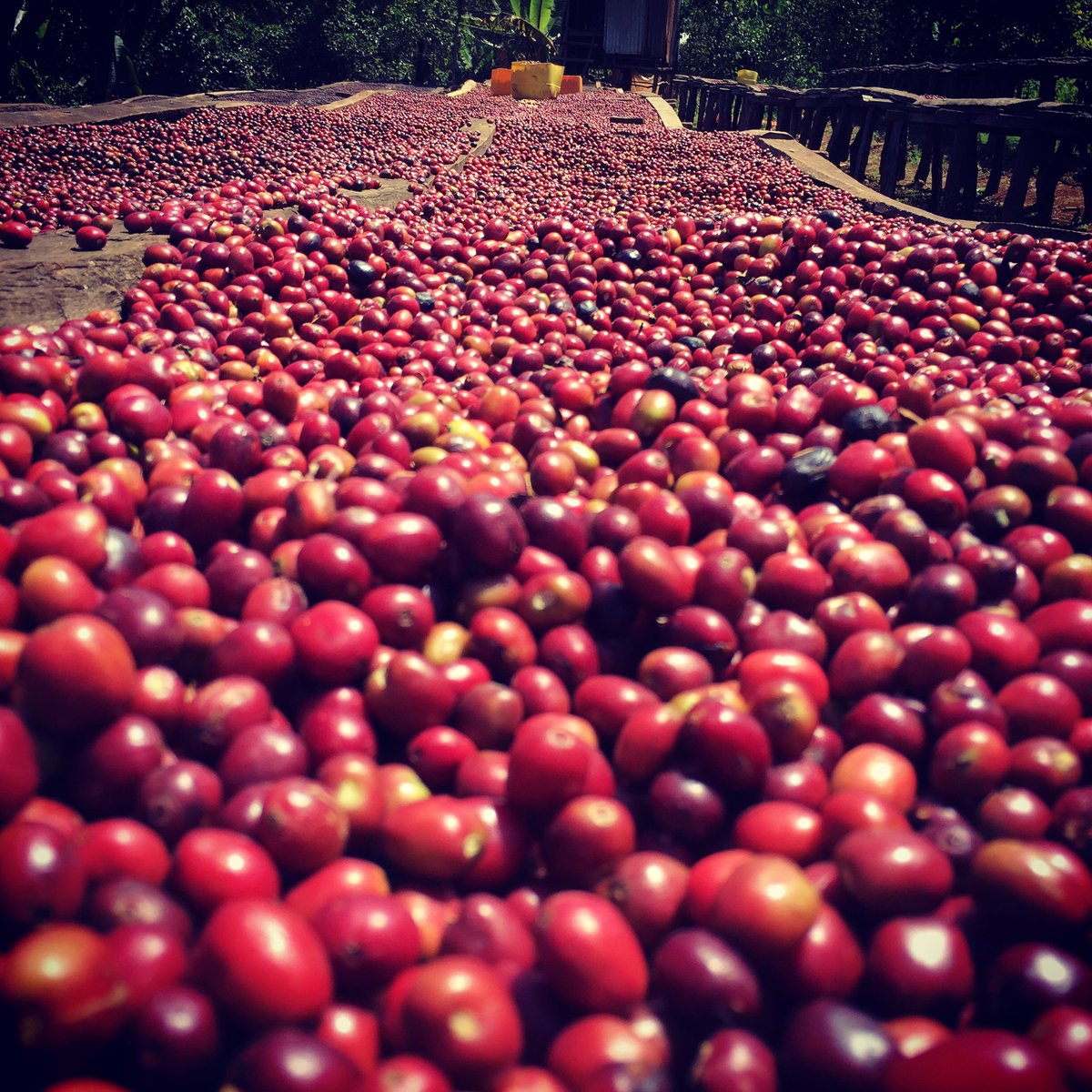 Nardos Coffee Export tweet media
