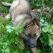 SoSoCuteDogs's tweet photo. Our pup on arrival at our house for the first time explores his new kingdom - Cute dog, Doggie ! - … https://t.co/wanG6WOMLz