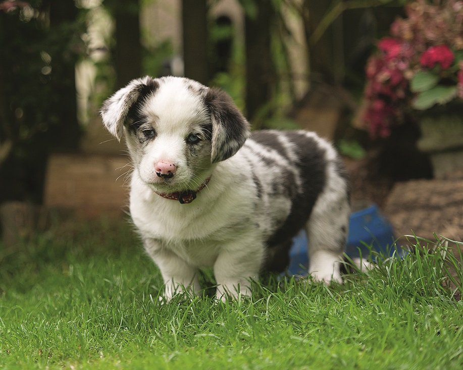 PavilionBooks's tweet photo. #FridayFollow @C5Puppies #SecretLifeofPuppies Series starts Monday! We've got 3 copies of TV book to #WIN RT/FOLLOW @C5Puppies by 5pm today! https://t.co/m7kLZQ922o