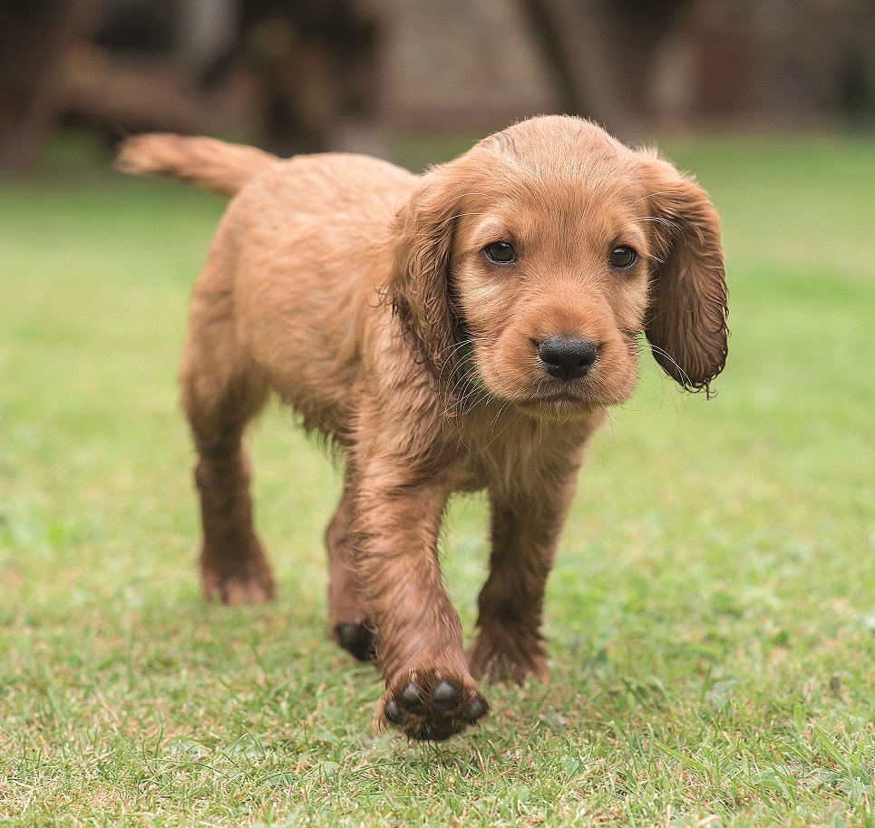 PavilionBooks's tweet photo. #FridayFollow @C5Puppies #SecretLifeofPuppies Series starts Monday! We've got 3 copies of TV book to #WIN RT/FOLLOW @C5Puppies by 5pm today! https://t.co/m7kLZQ922o