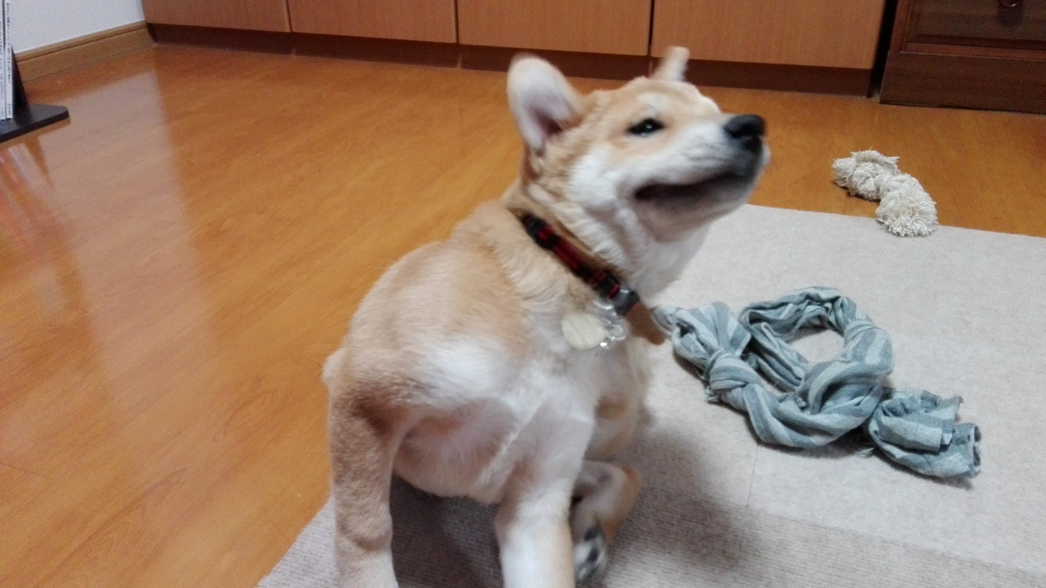 カイ 犬が後ろ足で体をかくときに口が横にイーってなるのは全犬種共通なのかな 犬 犬のふしぎ T Co Mamxln1rrd Twitter