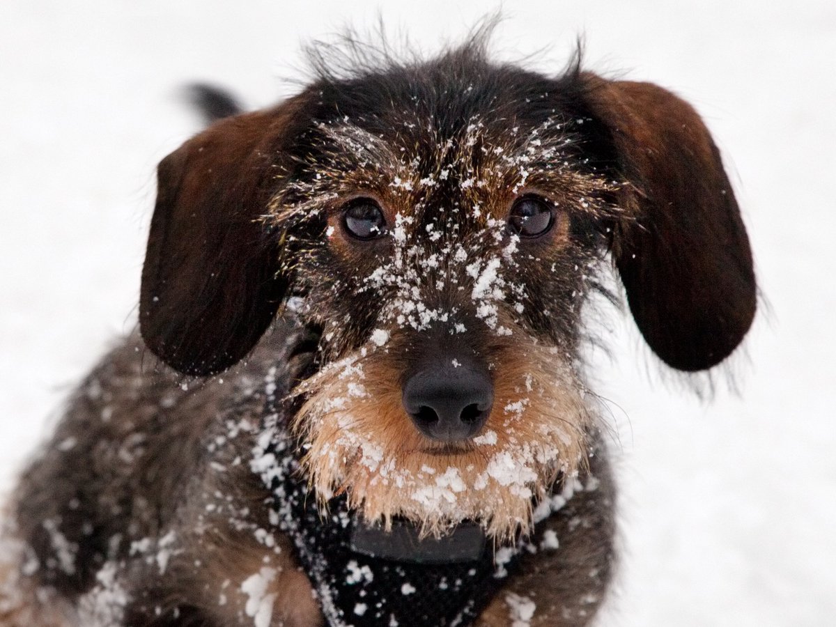 It's important to be mindful of the hazards that winter poses to your pets! Here are some top tips for winter:
bit.ly/2gPqSko