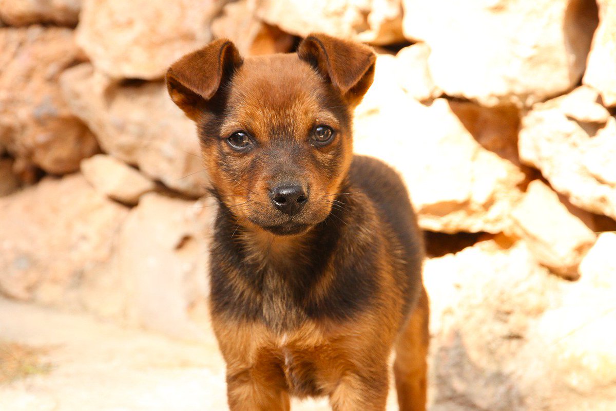 Domusklin's tweet photo. Es importante elegir un #nombre apropiado para nuestra #mascota y #repetirlo con frecuencia, para que se acostumbre a él. #domusconsejo https://t.co/o9w21tdJNV