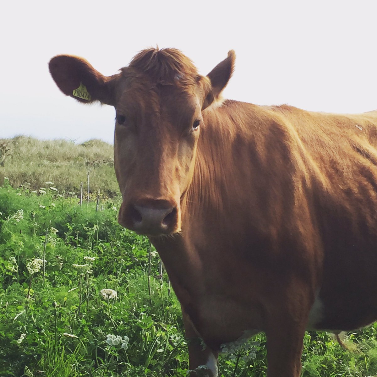 Pls support us by shopping <a href="/waitrose/">Waitrose & Partners</a> in Admiral's Park and popping ur Green Tokens in our box! Thk you and Merry 🎄🎄🎄#Guernsey