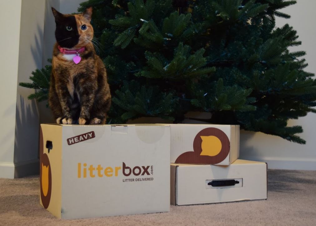 <a href="/Venustwofacecat/">Venus Two Face Cat</a> is super happy for the litterbox.com delivery.  #litterdelivered