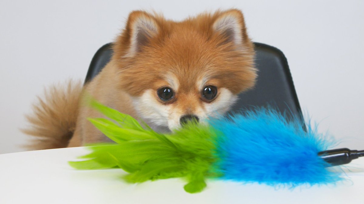 Cat toys and dogs DO mix