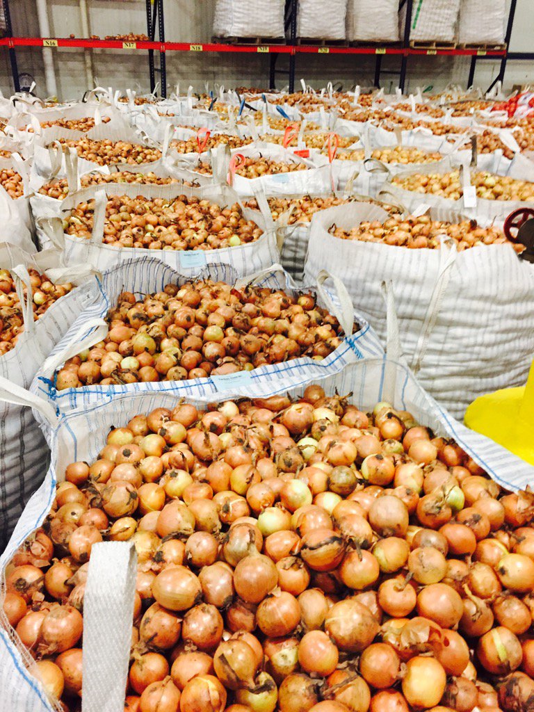 bethlarel's tweet photo. 1,000's of #'s of MN grown onions waiting to be bagged up and sent off to local grocery stores https://t.co/VZ9AmotyOl