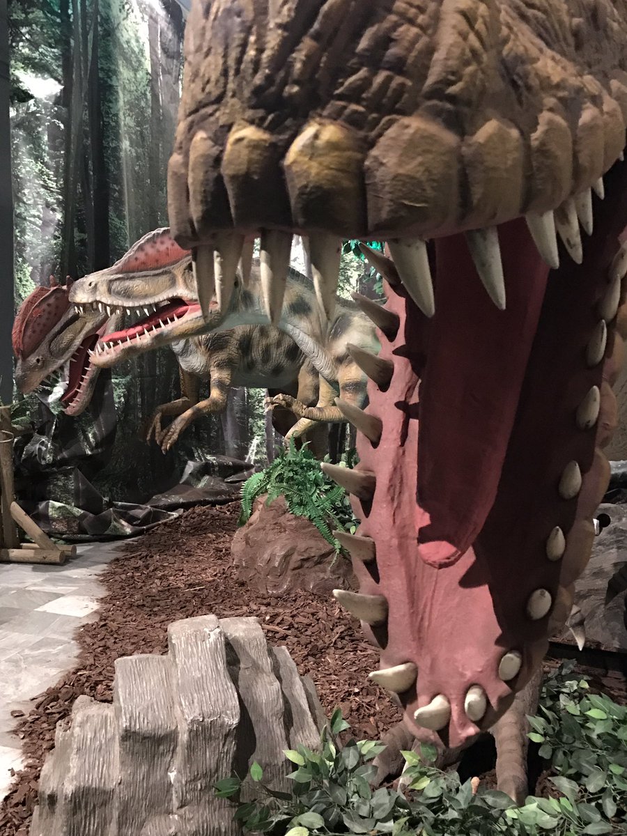GuidaTorino's tweet photo. Ogni domenica alle 10.30 vi aspettiamo per accompagnarvi in visita alla mostra #dinolive https://t.co/baUuQG8Dcq