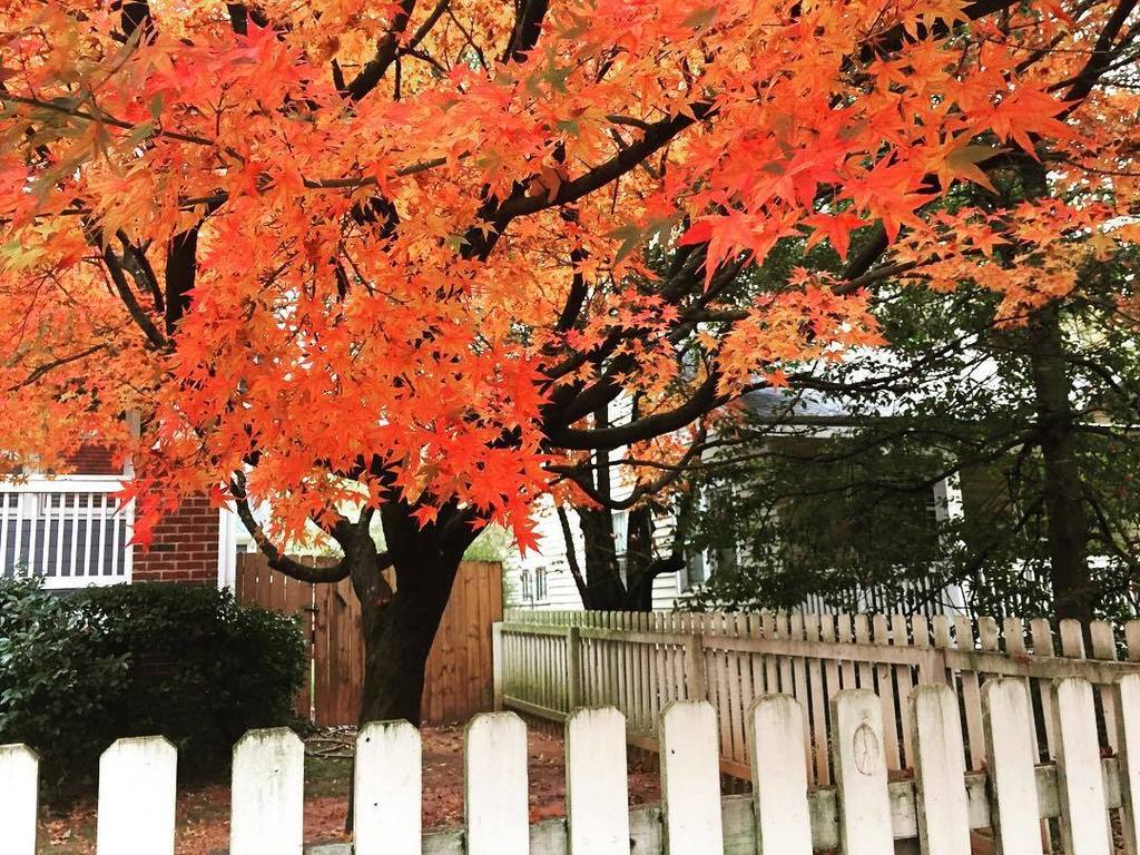 Still fall in #ATL #WTF ift.tt/2gFzcCO Join the #UNselfies revolution: ift.tt/19j2MrM Submit yo…