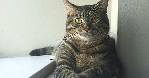 CuteAnimals724's tweet photo. #aww #cute #animals This little lady just turned four. The most polite yet fierce city kit… https://t.co/yKQs1t9yv5 https://t.co/bKAVTJDcbM