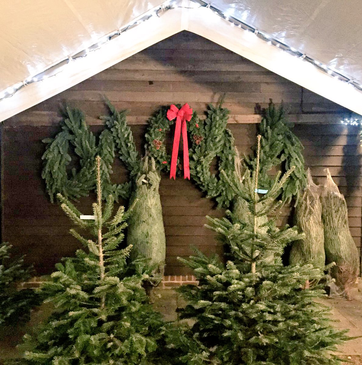 🌲Kentish Christmas Trees available from tomorrow! We are open Saturday and Sunday, 10am - 4pm.  🌲#TunbridgeWells #speldhurst #ChristmasTree