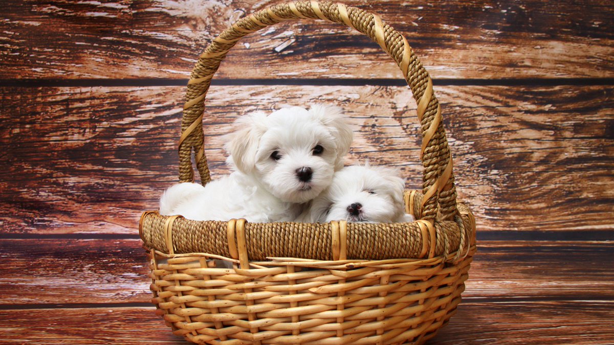 animalscloud tweet picture