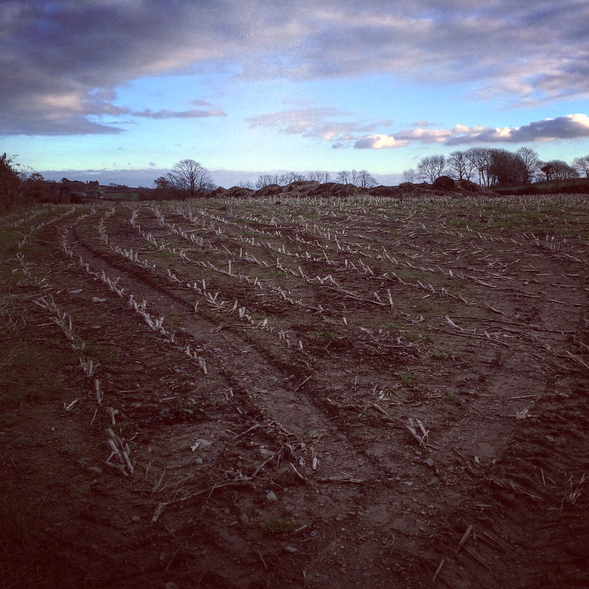 Winter sky and dormant fields #winterwalks #countryliving #cornwall #walkswithethel 🐾