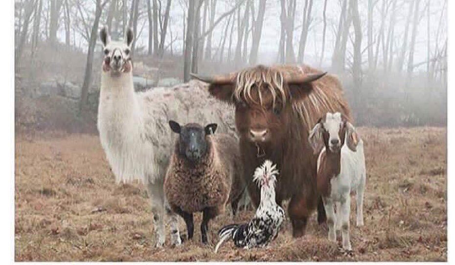 Blueskyemining's tweet photo. #ApocalypseEssentialsIn5Words: Each one of these badasses. https://t.co/u8153KvJwT