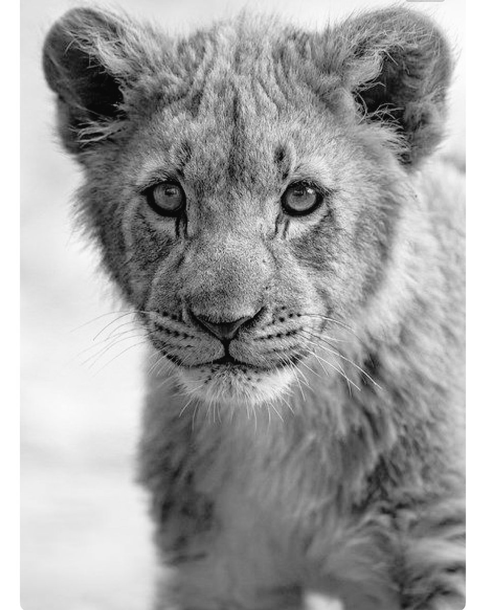 Competition Weekend! Good Luck to all our our CA Family! #g3fca2a Special Goodluck to our #sister team <a href="/CA_Zetacats/">CA Zetacats</a> !