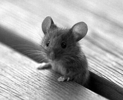 FLIT.... ¿alguien ha visto a Flit?