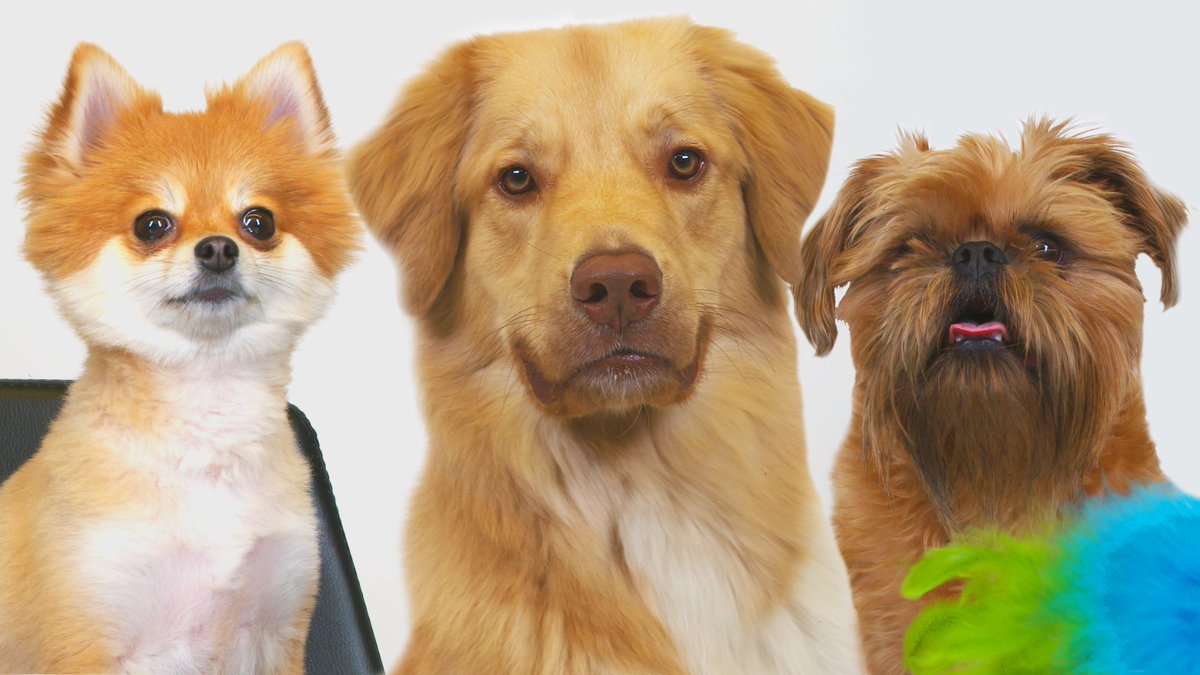 dogs play with cat toys