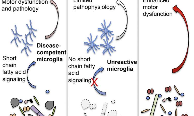 pbelichard's tweet photo. Parkinson's disease linked to #microbiome @medical_xpress https://t.co/wWQtz7xcrD https://t.co/tR0aJK3NqW
