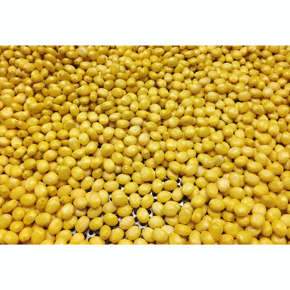 A fresh batch of extremely hot chili sweets with all natural pineapple flavour and Bhut Jolokia pepper 🍬🌶🍍We dare you 👊🏽😉