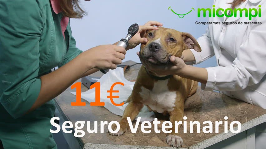 MicompiCom's tweet image. ¡ PROTEGE su SALUD por sólo 11€ !
👉 micompi.com/seguros-perros…
✅Libre Elección #Veterinario ✅#Perros +7 Años