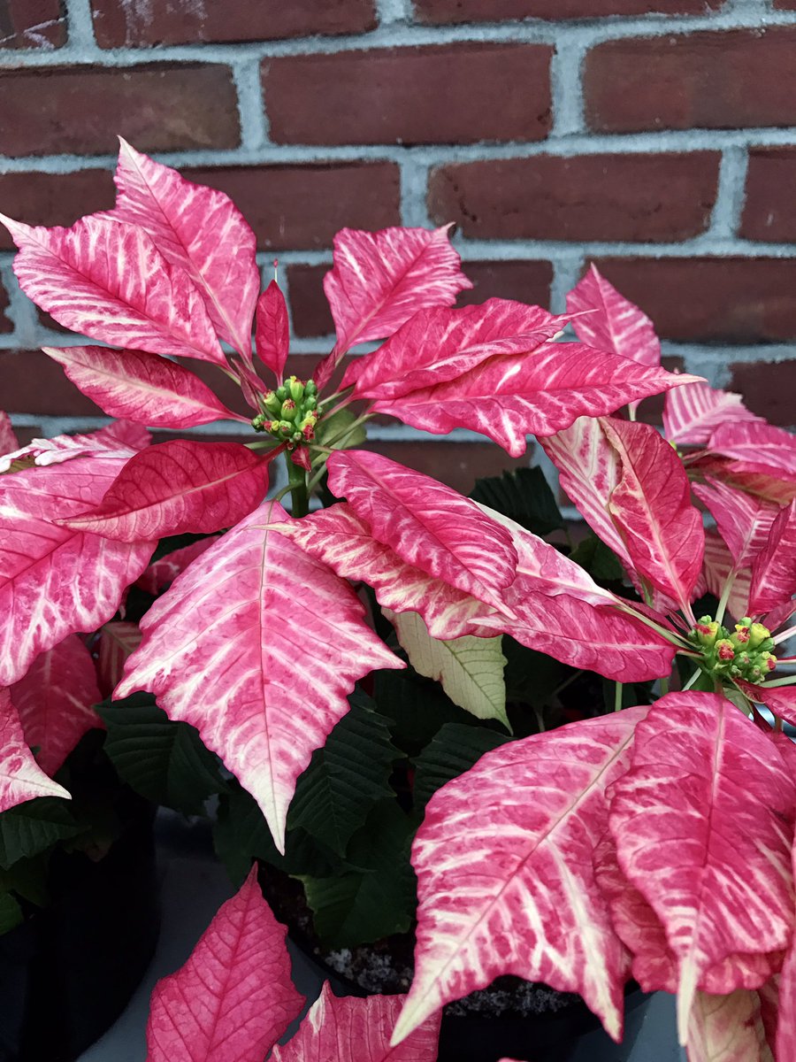 Region6Gardens's tweet photo. Our specialty poinsettia varieties this year - Red Glitter, Cortez Burgundy &amp; Ruby Frost. https://t.co/TWAccNfskk