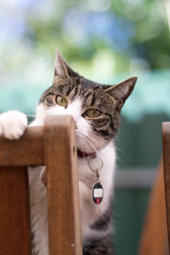 CuteAnimals724's tweet photo. #aww #cute #animals I also upgraded my camera recently. This is Curie.

Source: https://t.co/f5OpWrt2bb https://t.co/2se3P1YhhU