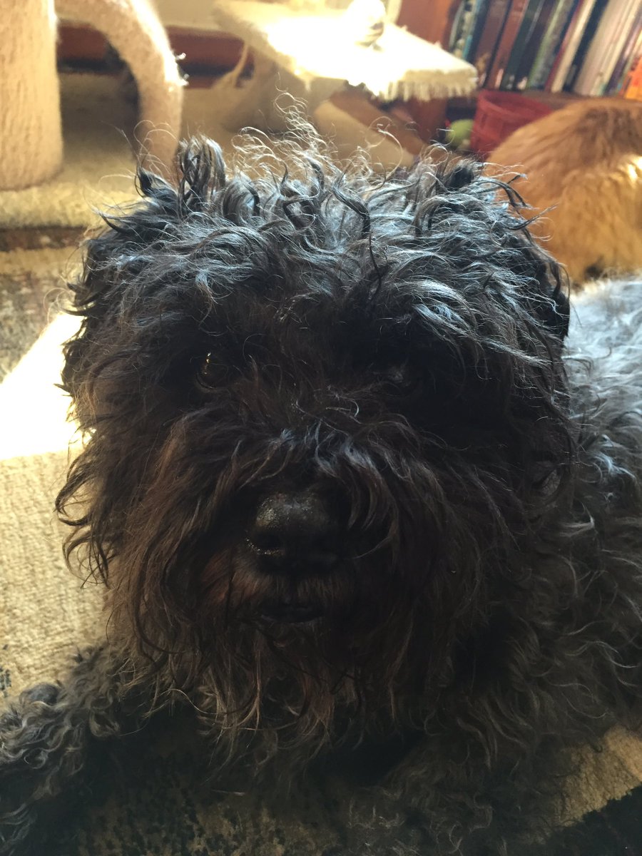 TheDarthcow's tweet photo. @ARLIowa This is my mutt Hogan #Muttpride #NationalMuttDay https://t.co/jkIp1SIEis