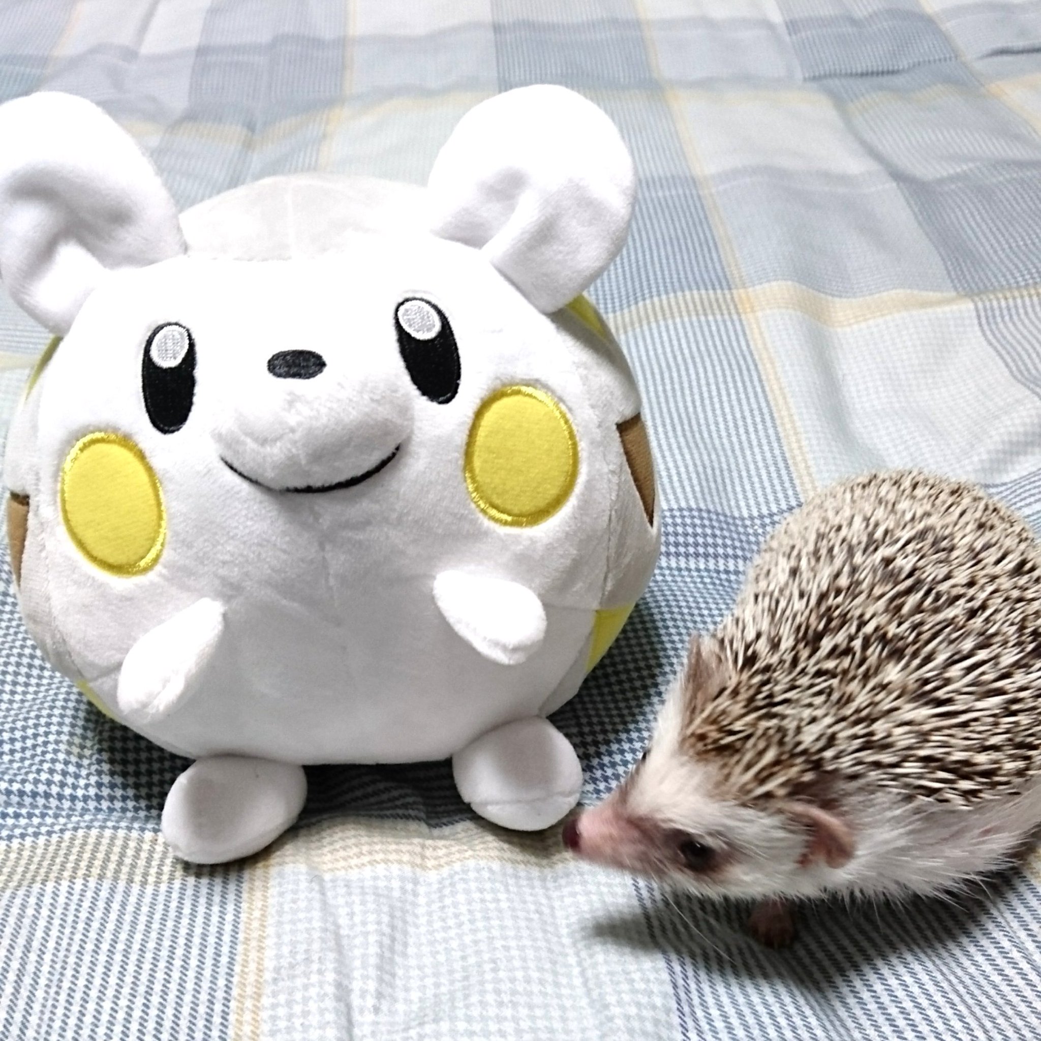 ひでw9 26h Hオンリー 今日ゲットしたポケモン達 ハリネズミなトゲデマルと柴犬なイワンコ可愛いすぎ てかトゲデマルもはや玉w攻略ガイド トゲデマル付いてるから買っちゃった ちなみに我が家のモンスターボールに入らないポケモン ゴン ひでw9 26h Hオンリー 今日ゲットしたポケモン達 ハリネズミなトゲデマルと柴犬なイワンコ可愛いすぎ てかトゲデマルもはや玉w攻略ガイド トゲデマル付いてるから買っちゃった ちなみに我が家のモンスターボールに入らないポケモン ゴン