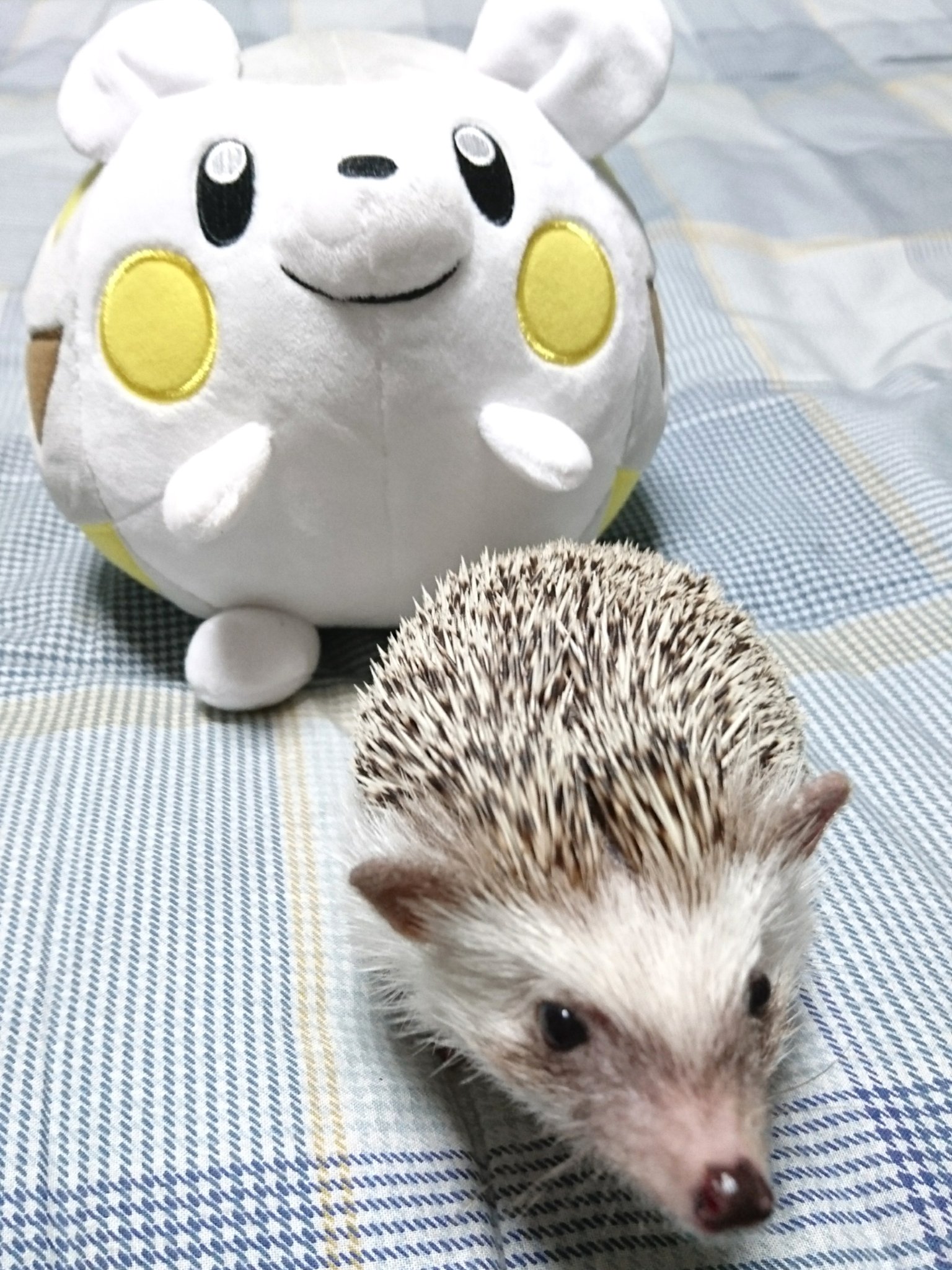 ひでw 今日ゲットしたポケモン達 ハリネズミなトゲデマルと柴犬なイワンコ可愛いすぎ てかトゲデマルもはや玉w攻略ガイド トゲデマル付いてるから買っちゃった ちなみに我が家のモンスターボールに入らないポケモン ゴンは玉には興味ない様子w