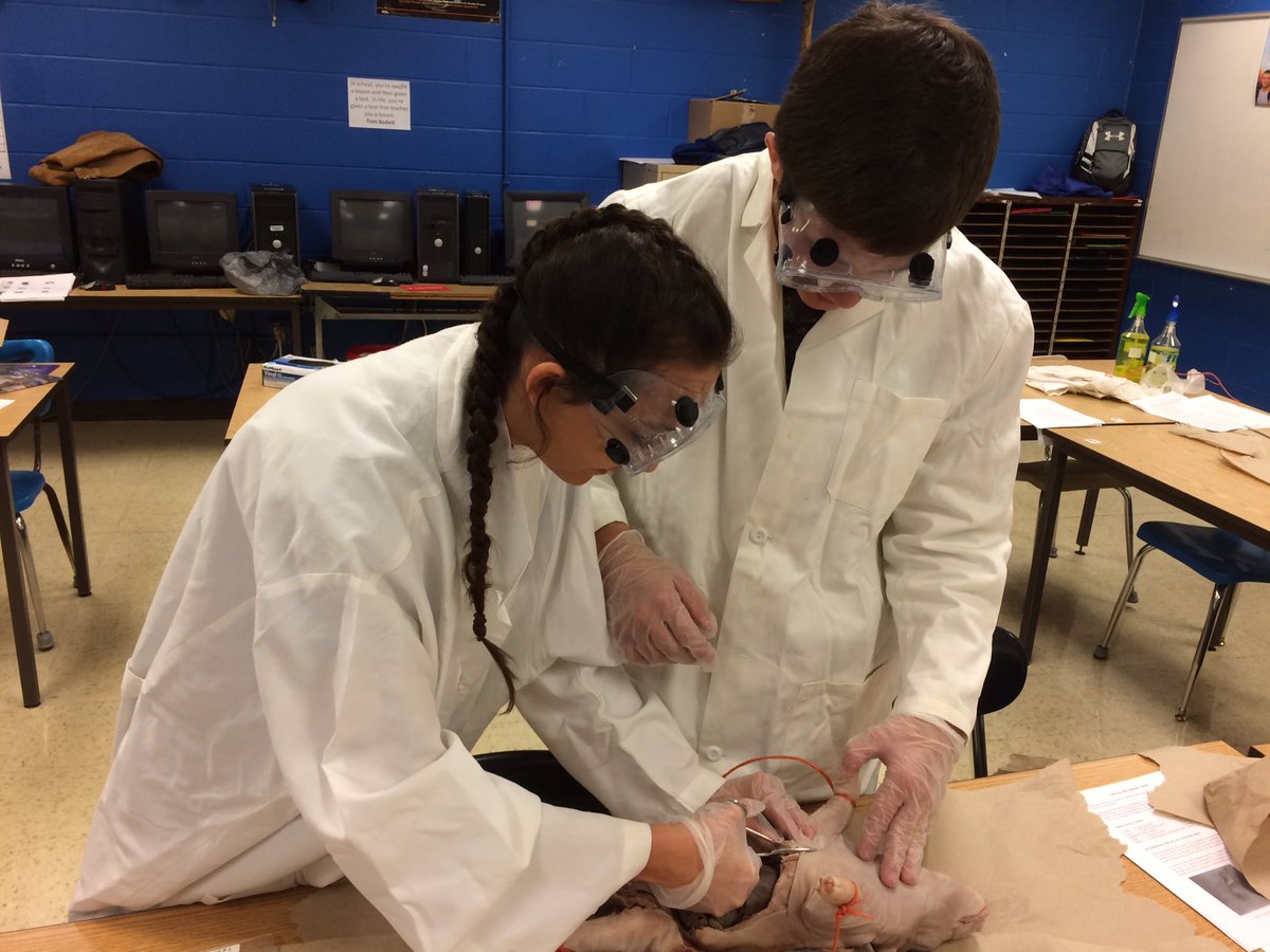 SoKySam's tweet photo. Dissecting fetal pigs in my dual credit Adv'd Animal Science class through Murray State's Racer Academy #HandsOnLearning? #HandsINLearning! https://t.co/UW1cDc6pz7