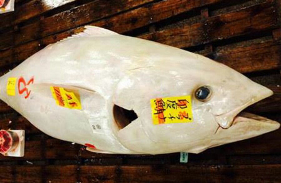 白いブラックバスが釣れちゃった まさかの美しすぎる姿に釣り人歓喜 マグロやアロワナなど激レアで神秘的な白い魚を調査しました